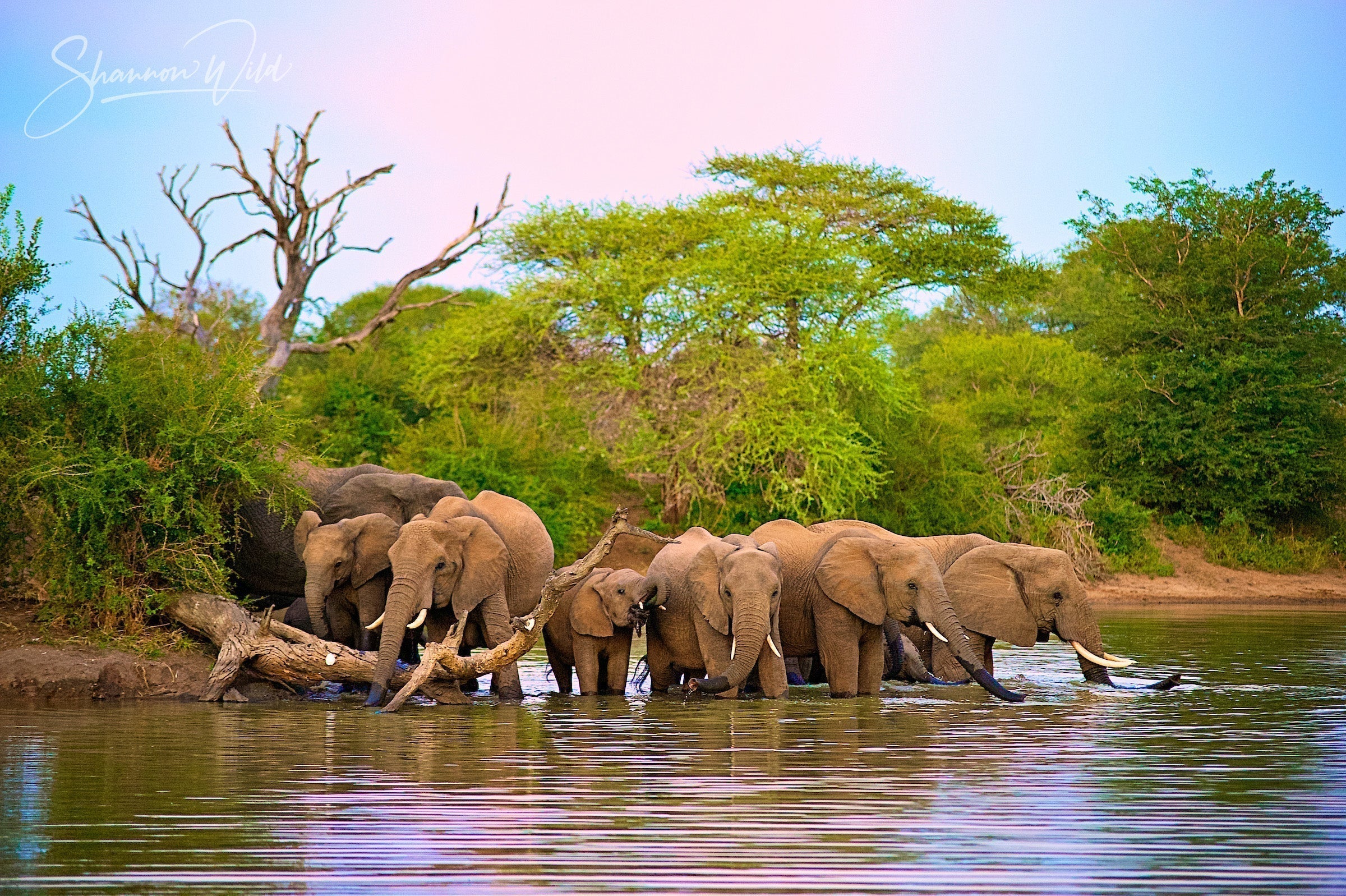 5 Huge Facts About Elephants