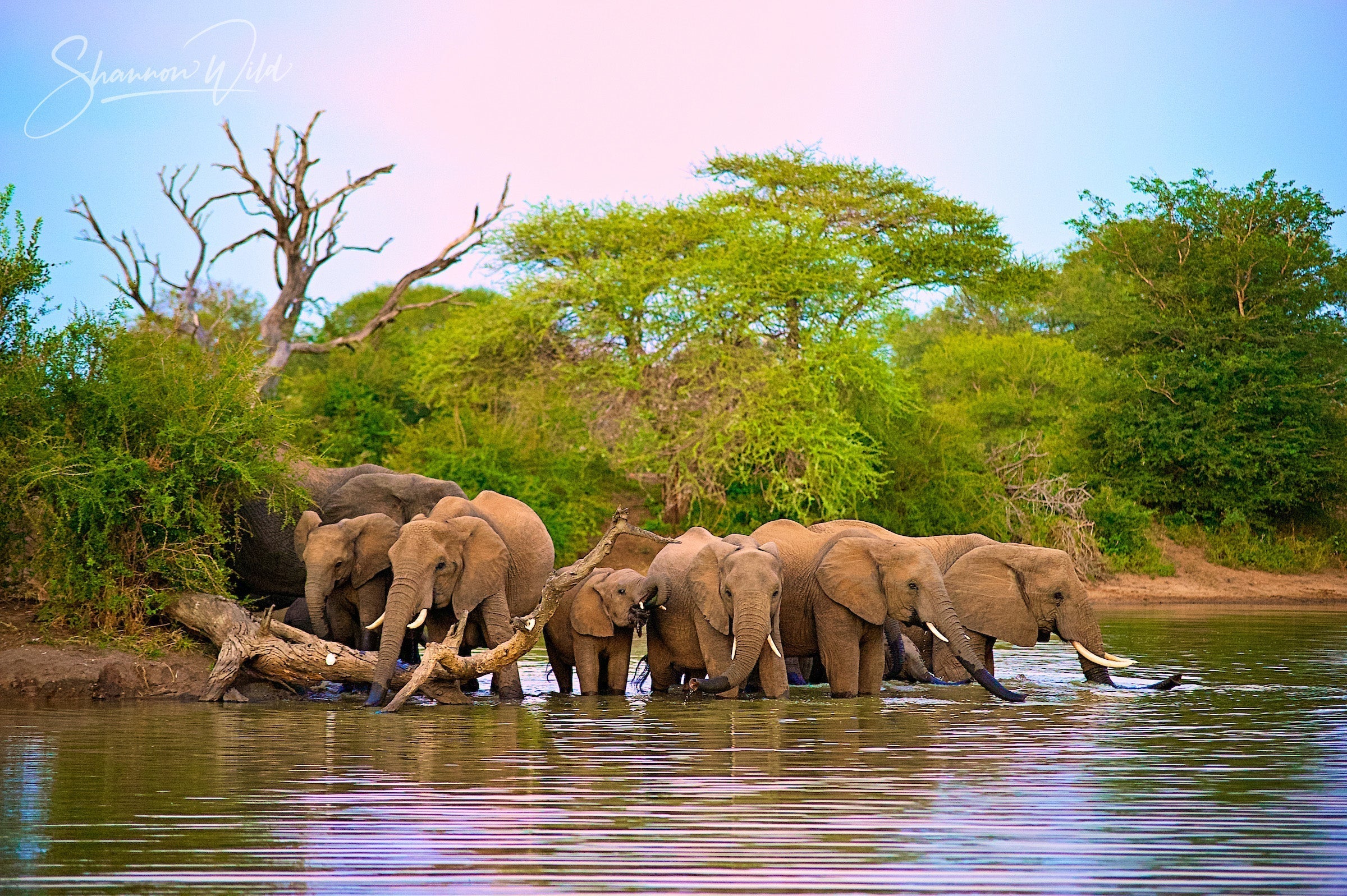 5 Huge Facts About Elephants
