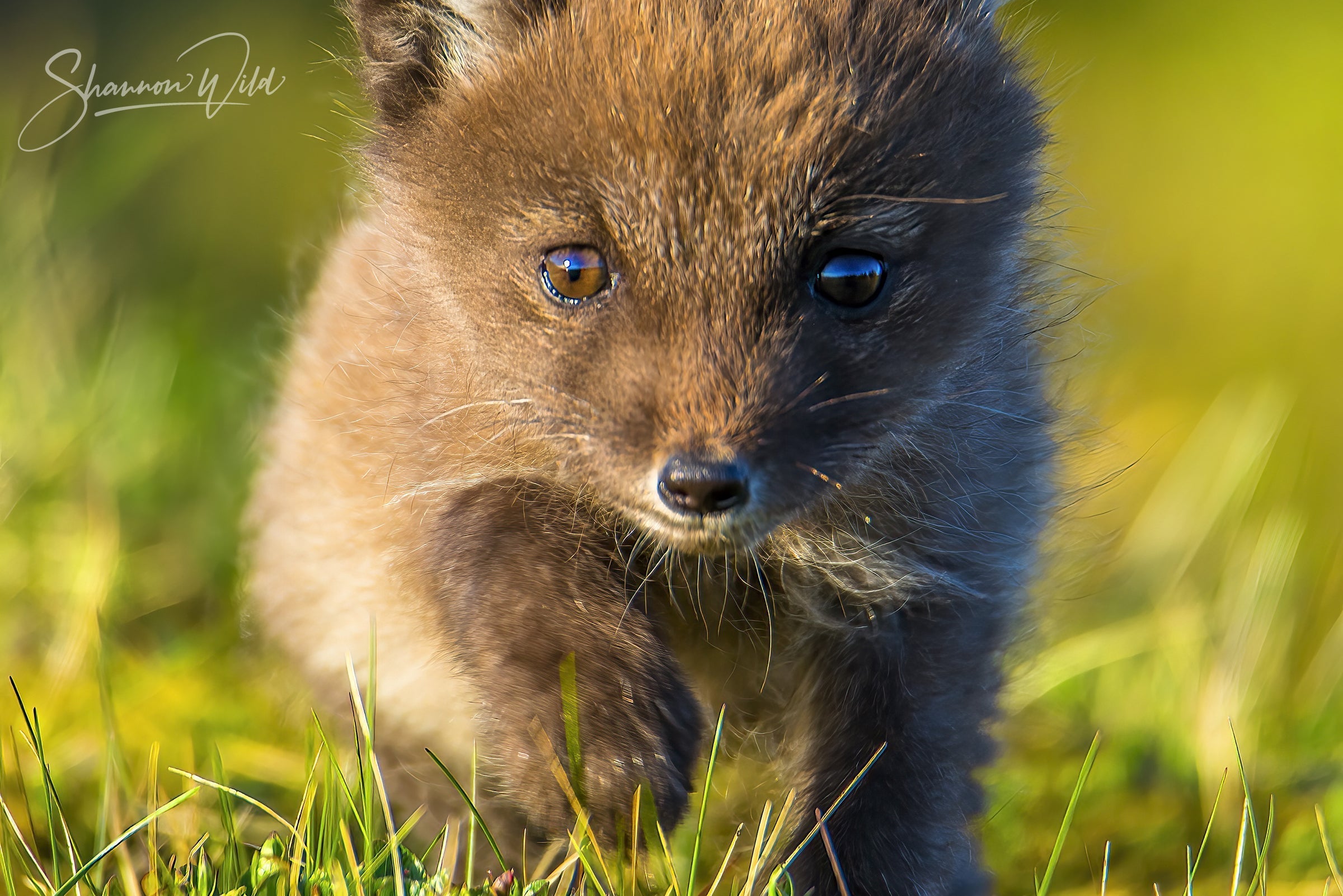 Wildlife Love: Short Stories of Bonds in Nature