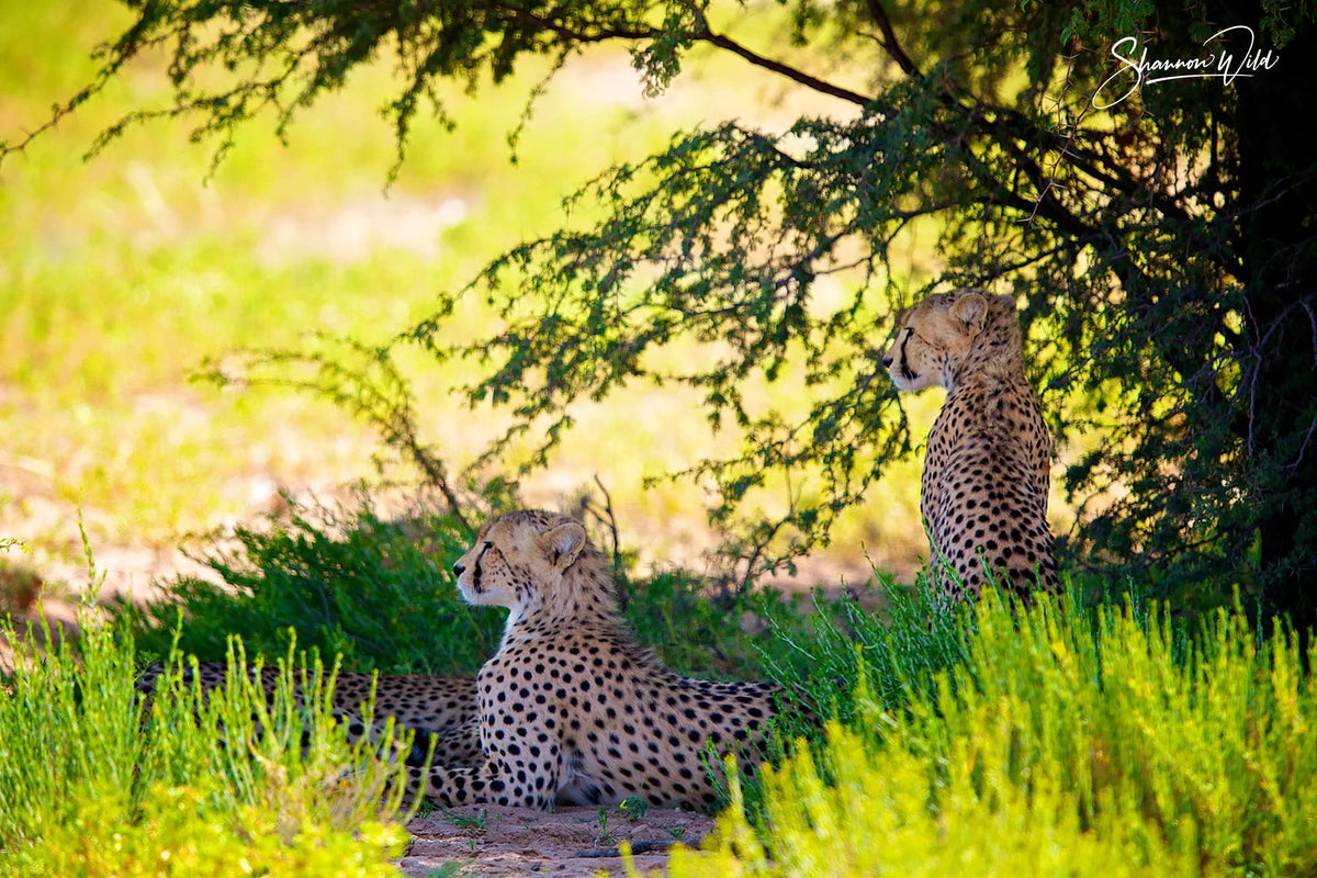 5 Cheetah Facts That Reveal More Than Speed