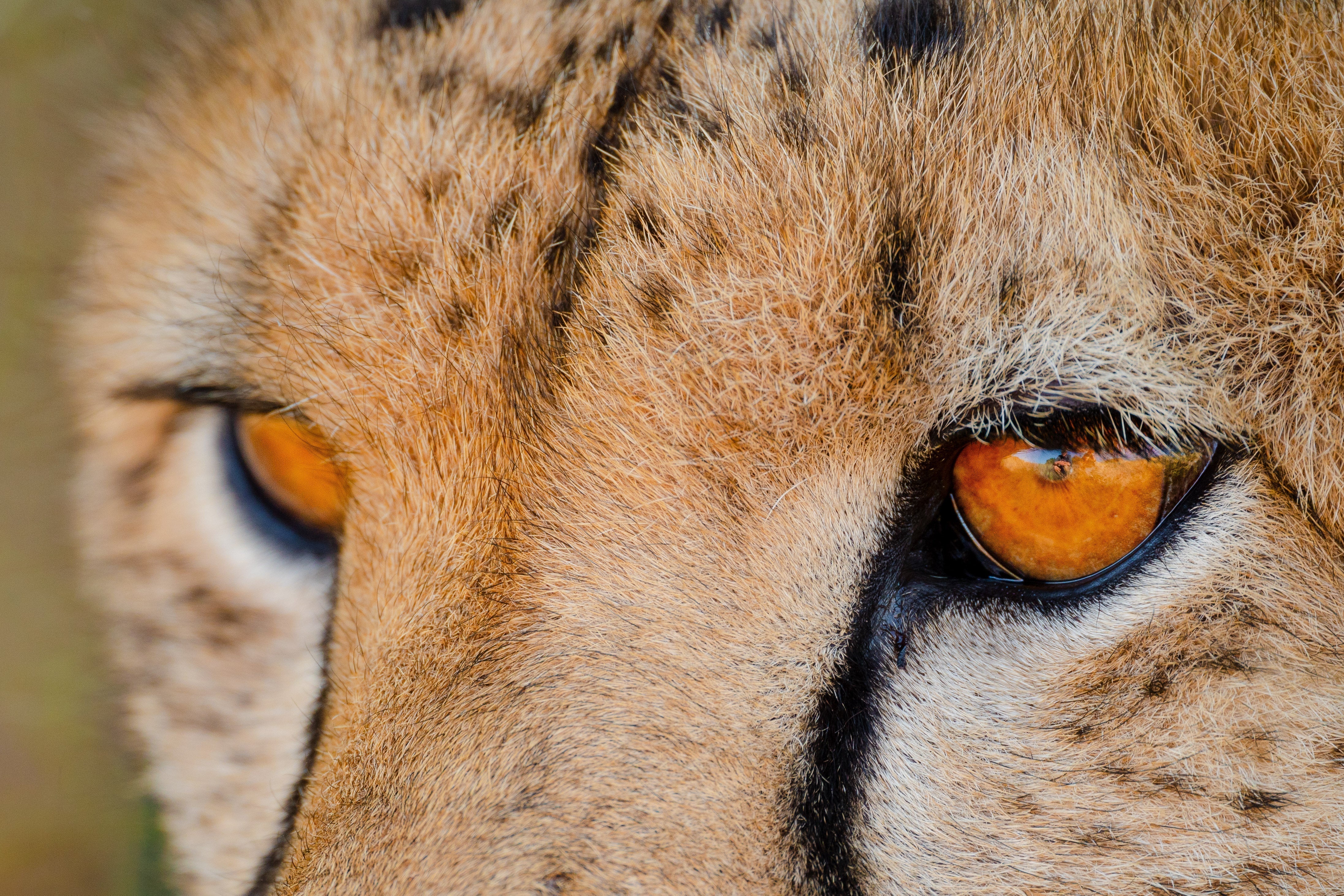 5 Animal Facts About Cheetahs