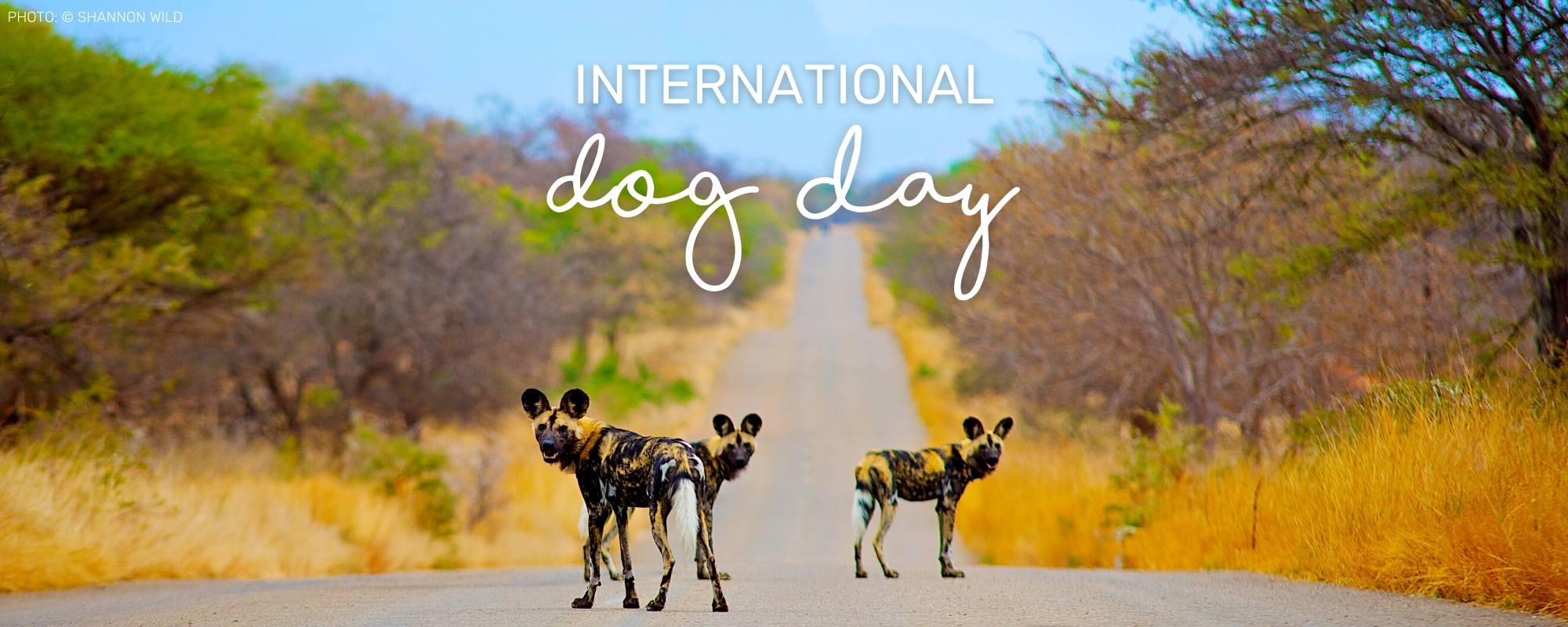 INTERNATIONAL DOG DAY