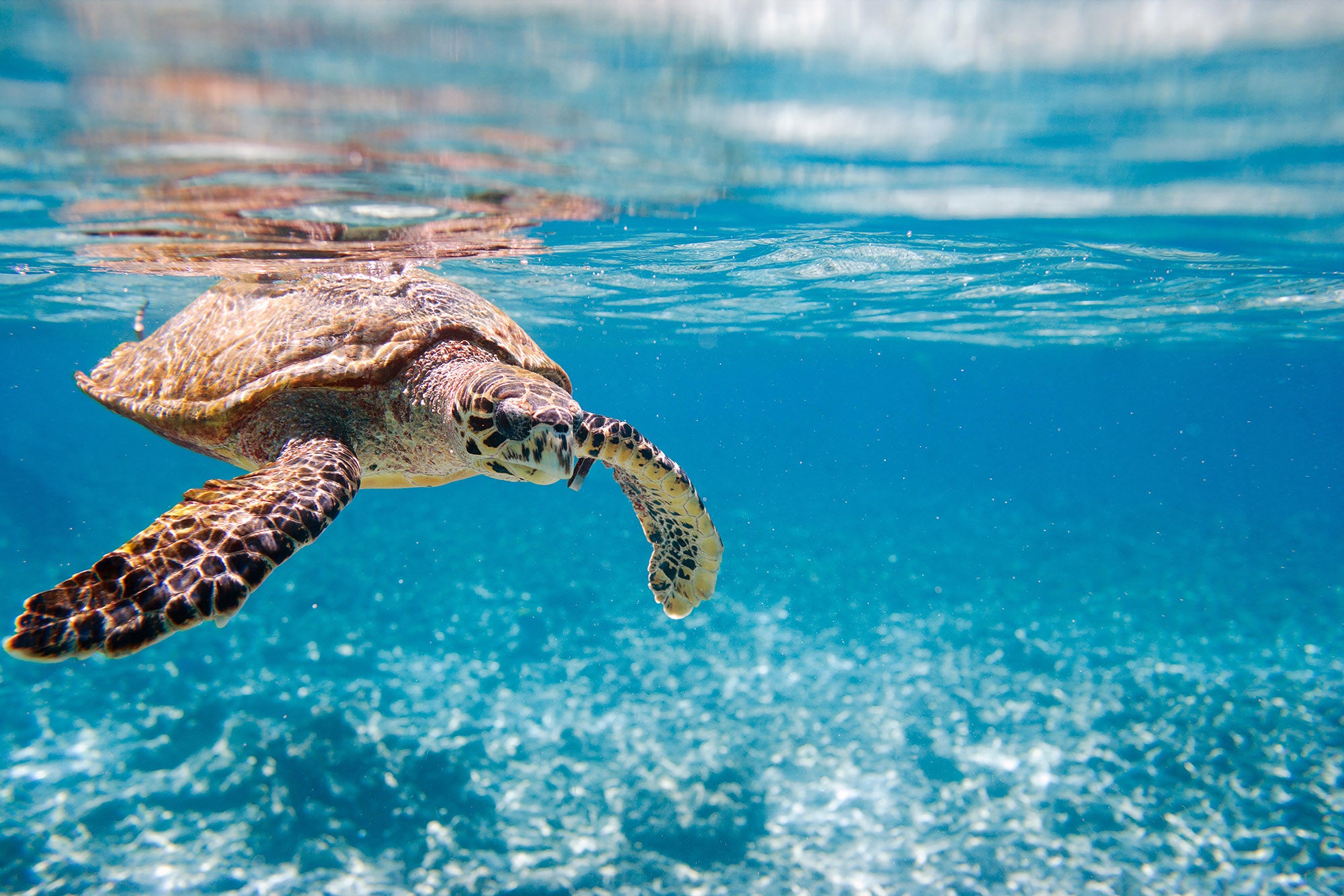 Embracing the Challenge of Sea Turtle Conservation