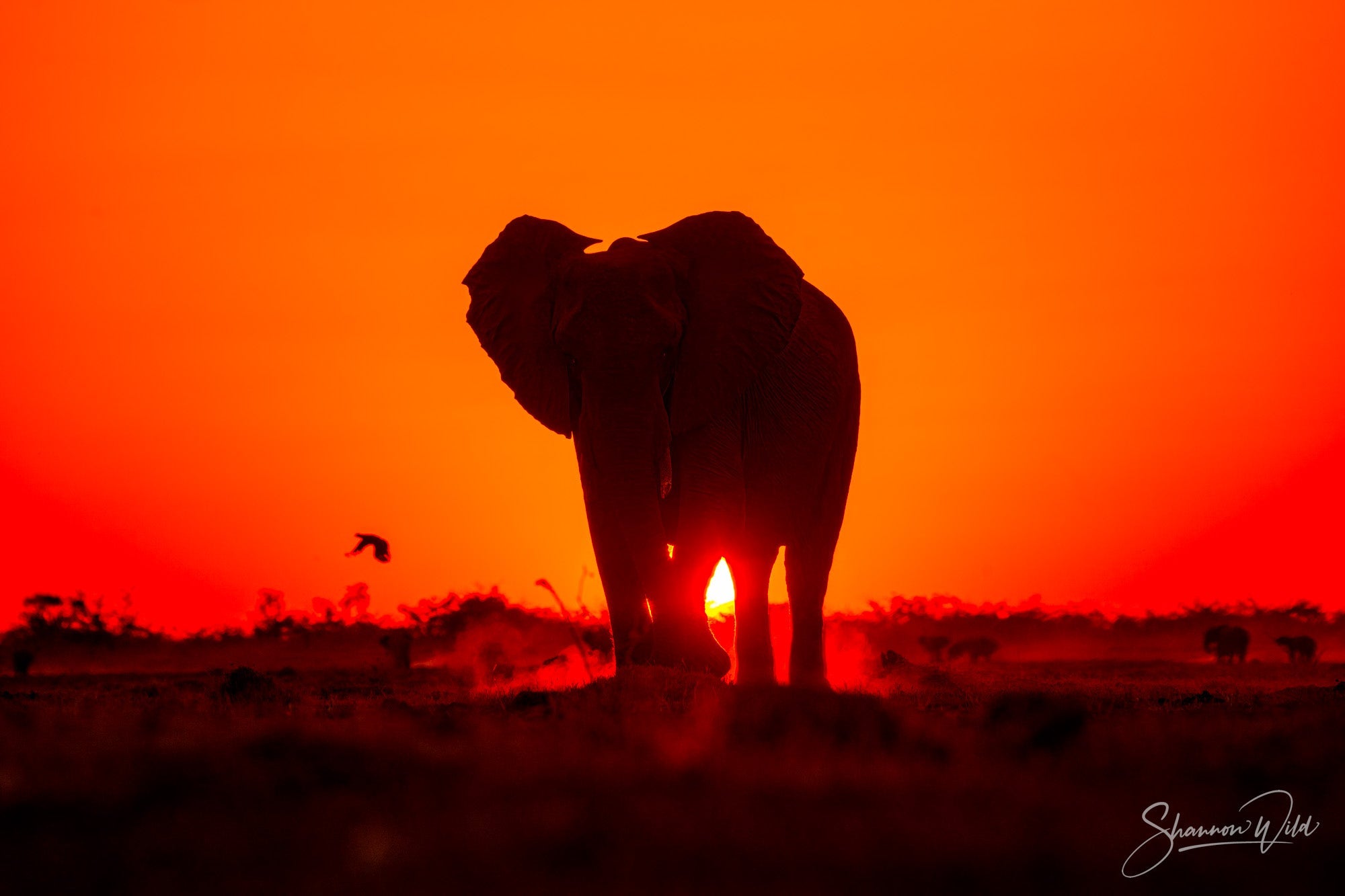 5 Fascinating Facts About Elephant Intelligence