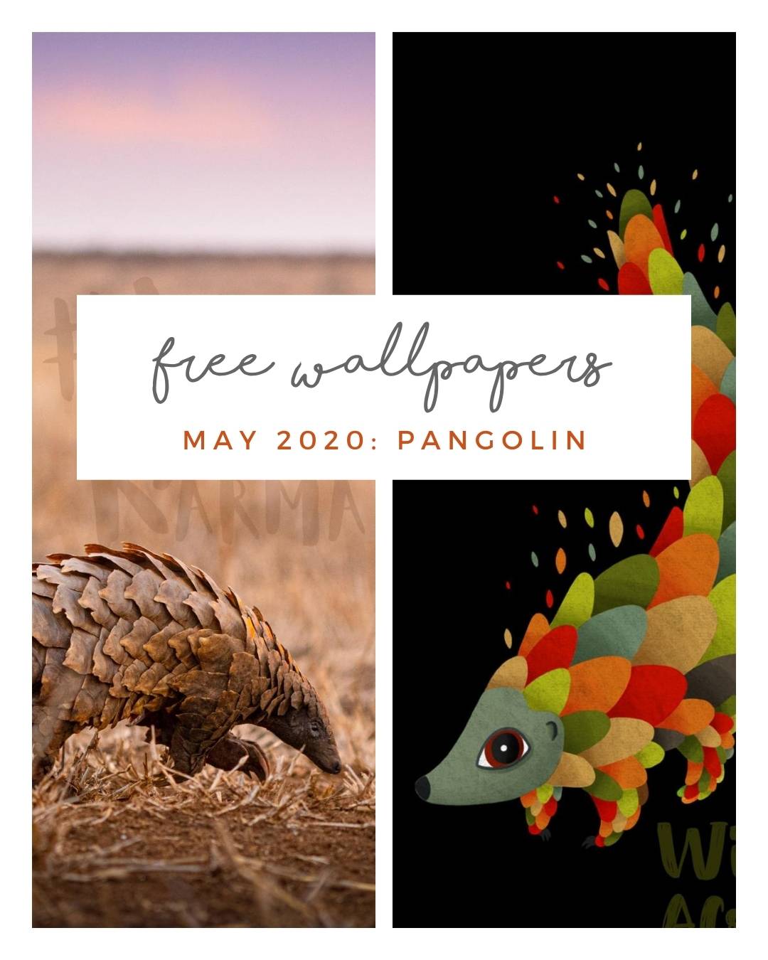 FREE MAY DOWNLOADS