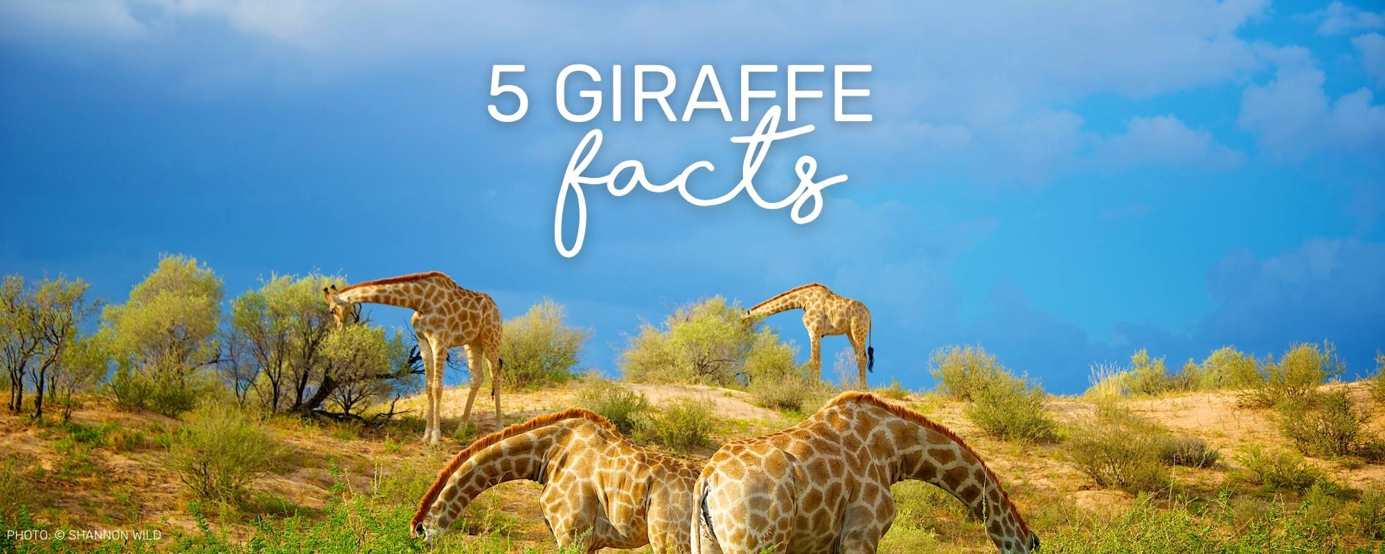 5 ASTOUNDING FACTS ABOUT GIRAFFES
