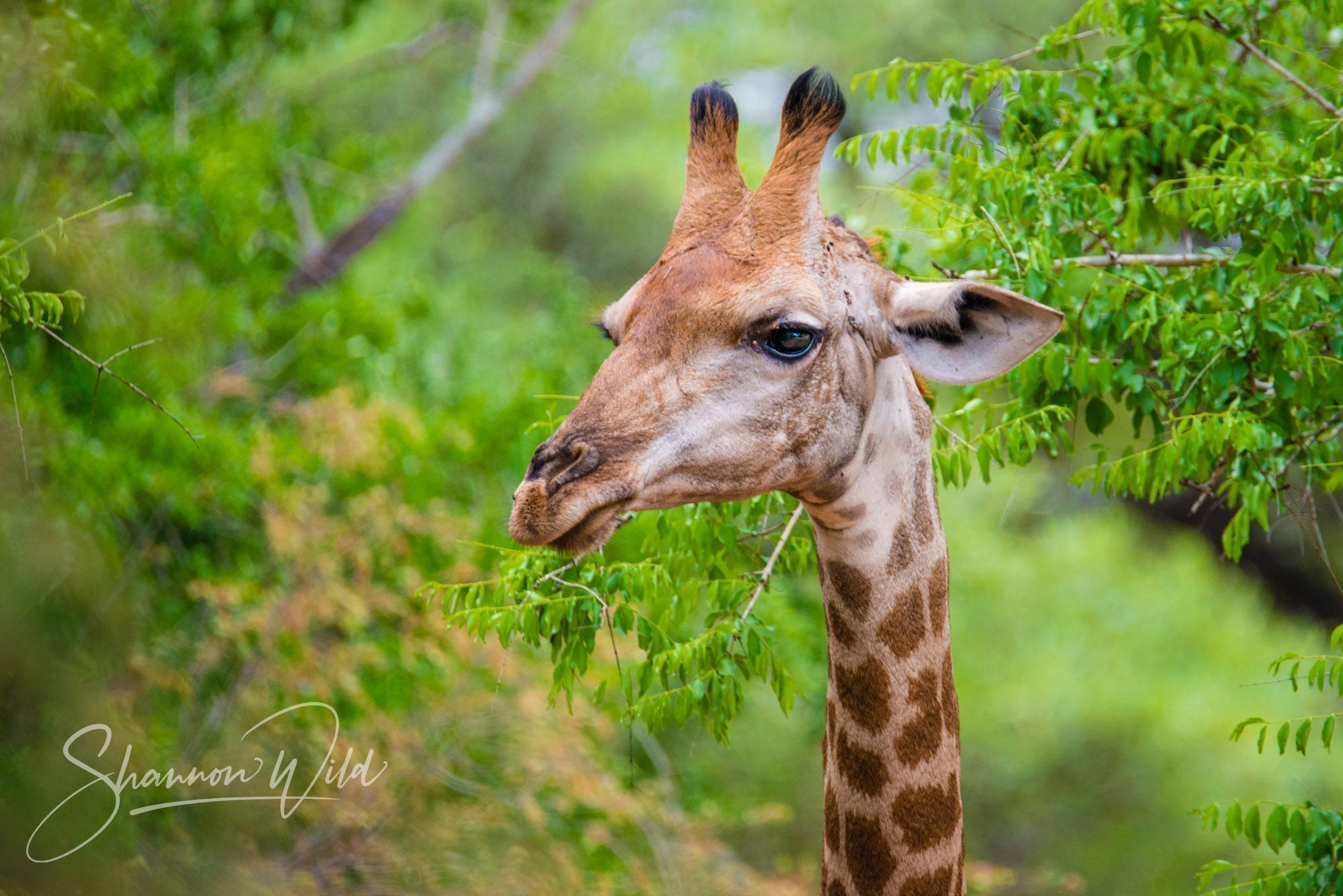 5 Fascinating Facts About Giraffes