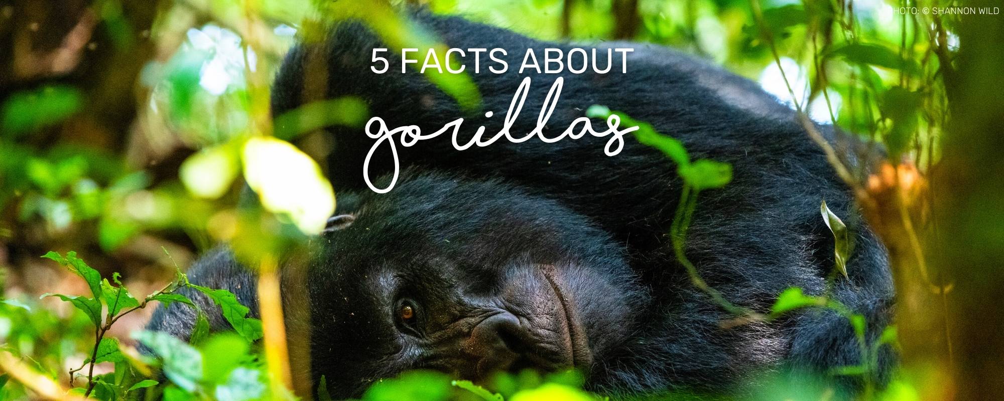 5 FACTS ABOUT MOUNTAIN GORILLAS