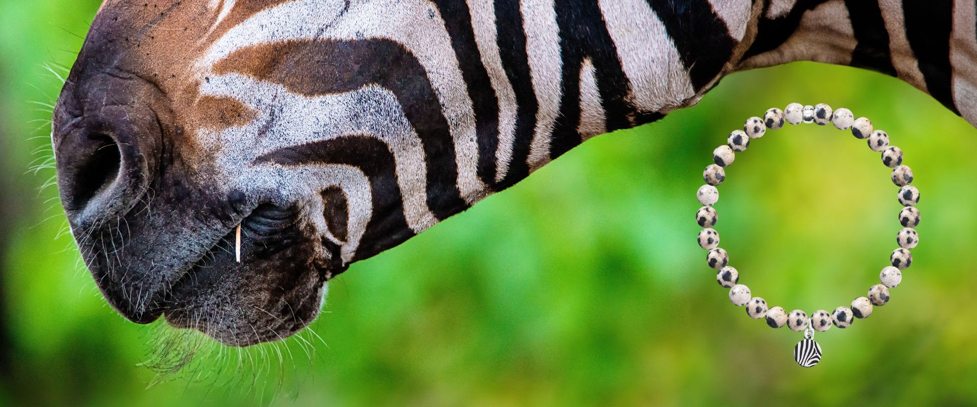 The Zebra Bracelet: Wild Beauty in Dalmatian Jasper