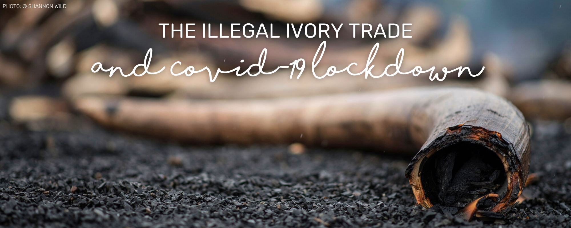 The Illegal Ivory Trade and Covid-19 Lockdown