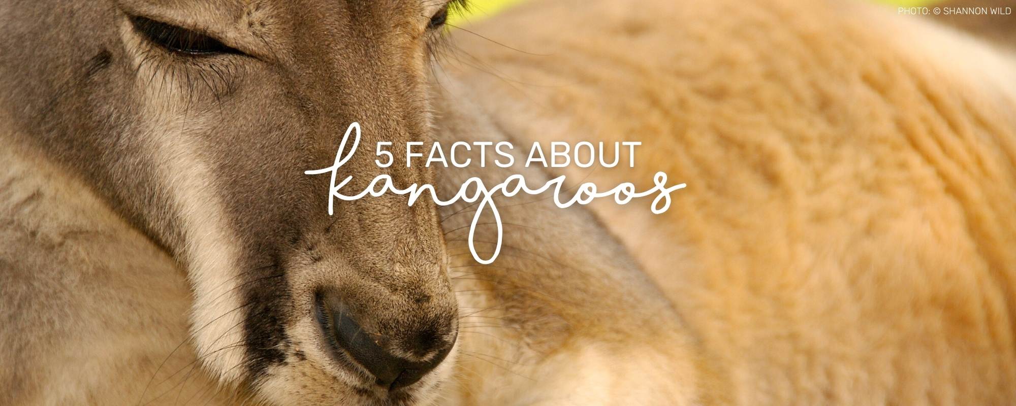 5 BOUNCY KANGAROO FACTS