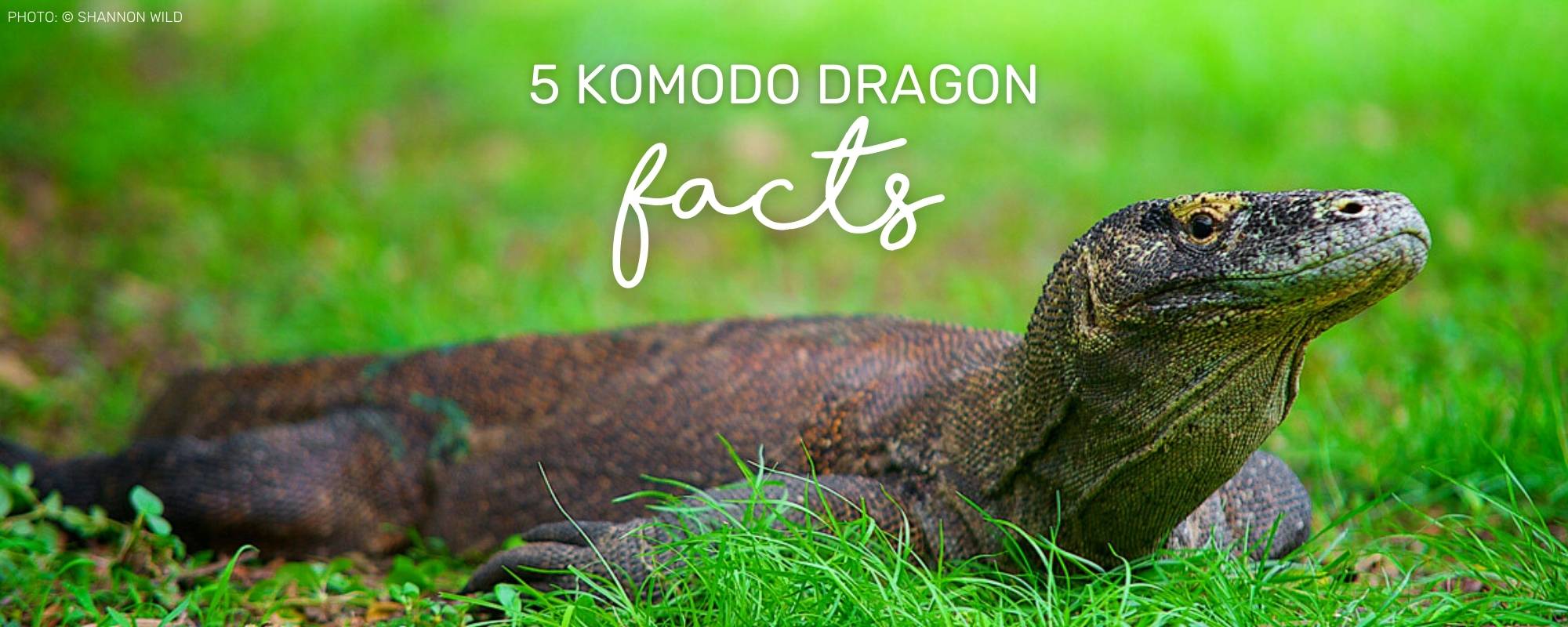 5 CRAZY FACTS ABOUT KOMODO DRAGONS