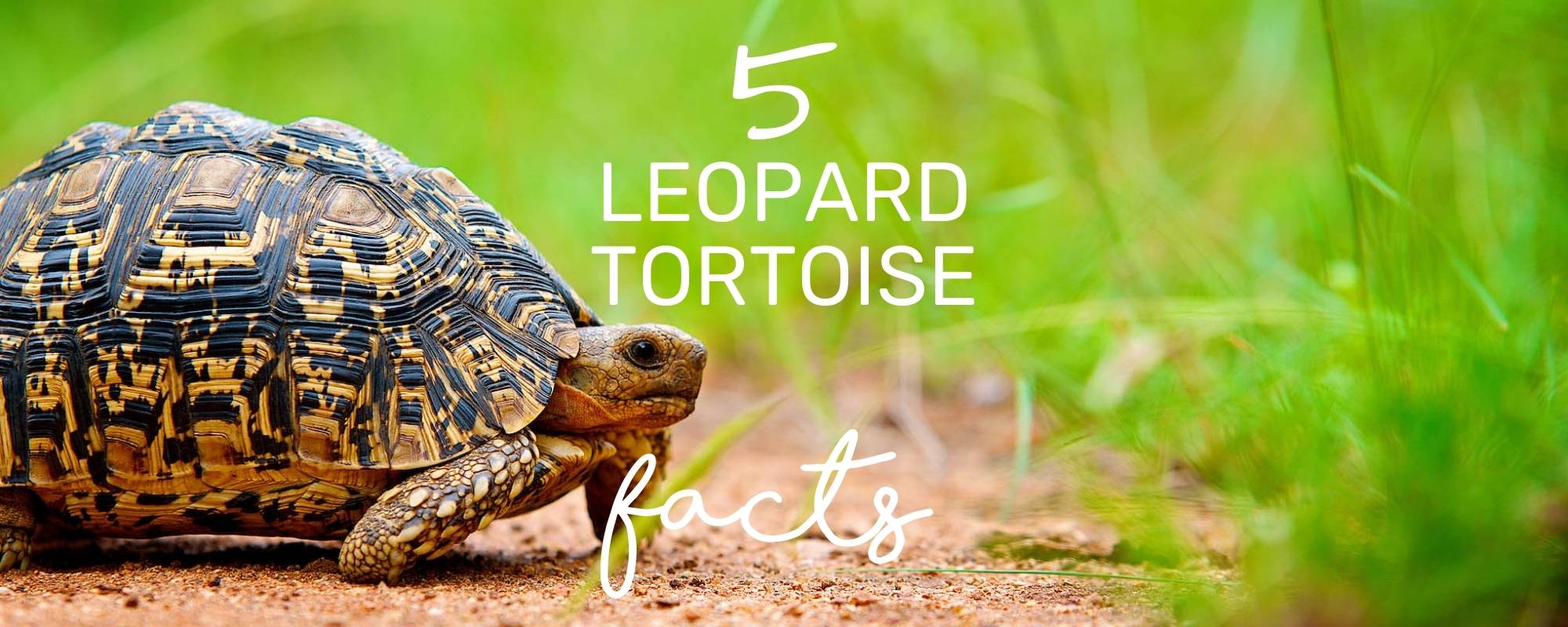 SLOW AND STEADY WINS THE RACE... HERE ARE 5 FACTS ABOUT LEOPARD TORTOISE!