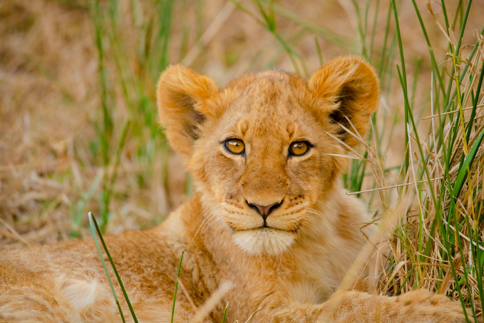 Charity Spotlight: Zambian Carnivore Programme