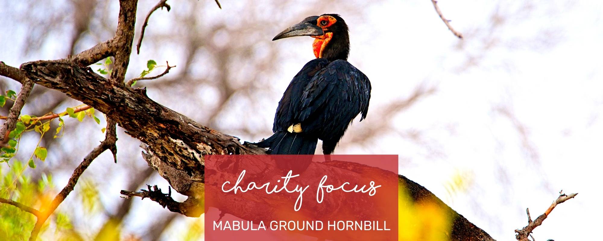 CHARITY FOCUS: MABULA GROUND HORNBILL