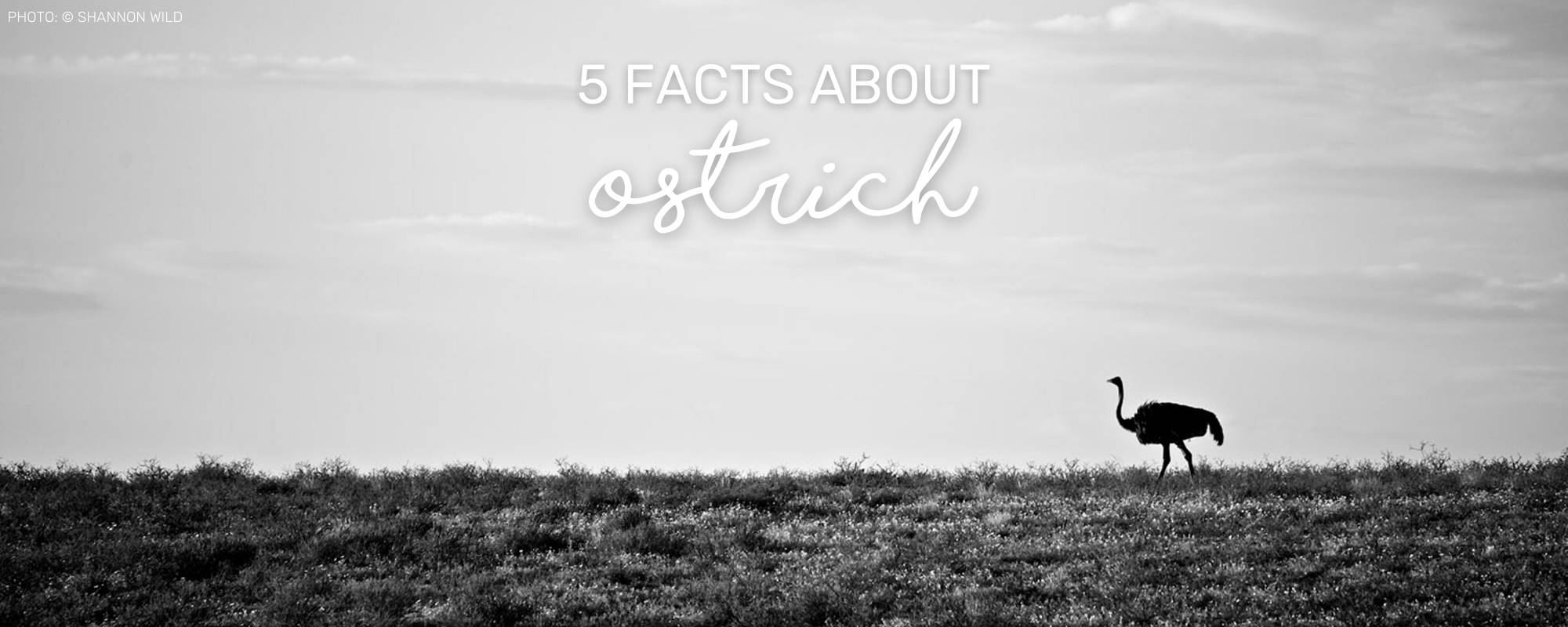 5 IMPRESSIVE OSTRICH FACTS