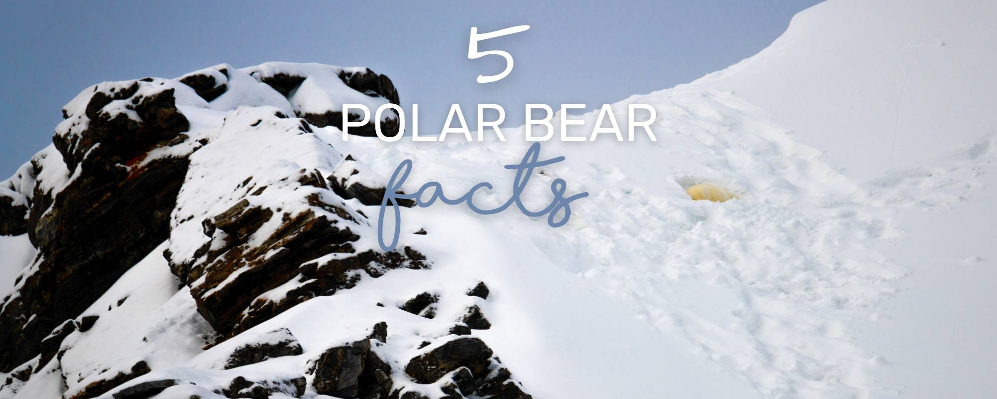5 ICY POLAR BEAR FACTS