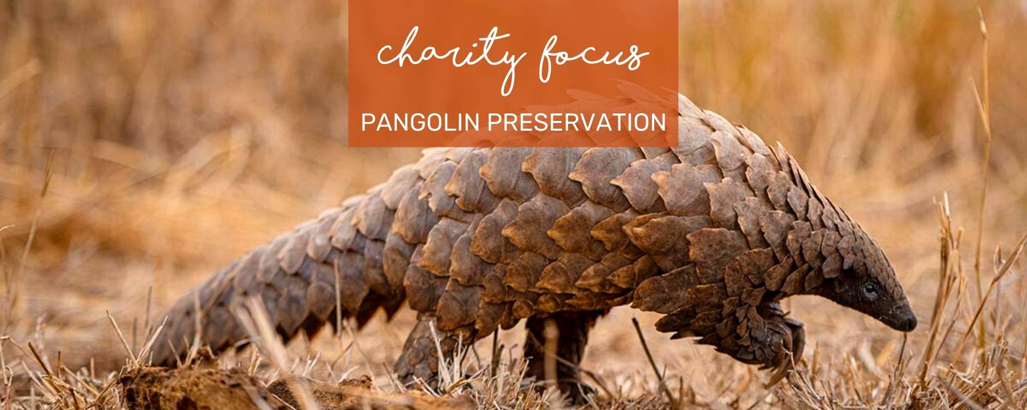 CHARITY SPOTLIGHT: PANGOLIN PRESERVATION