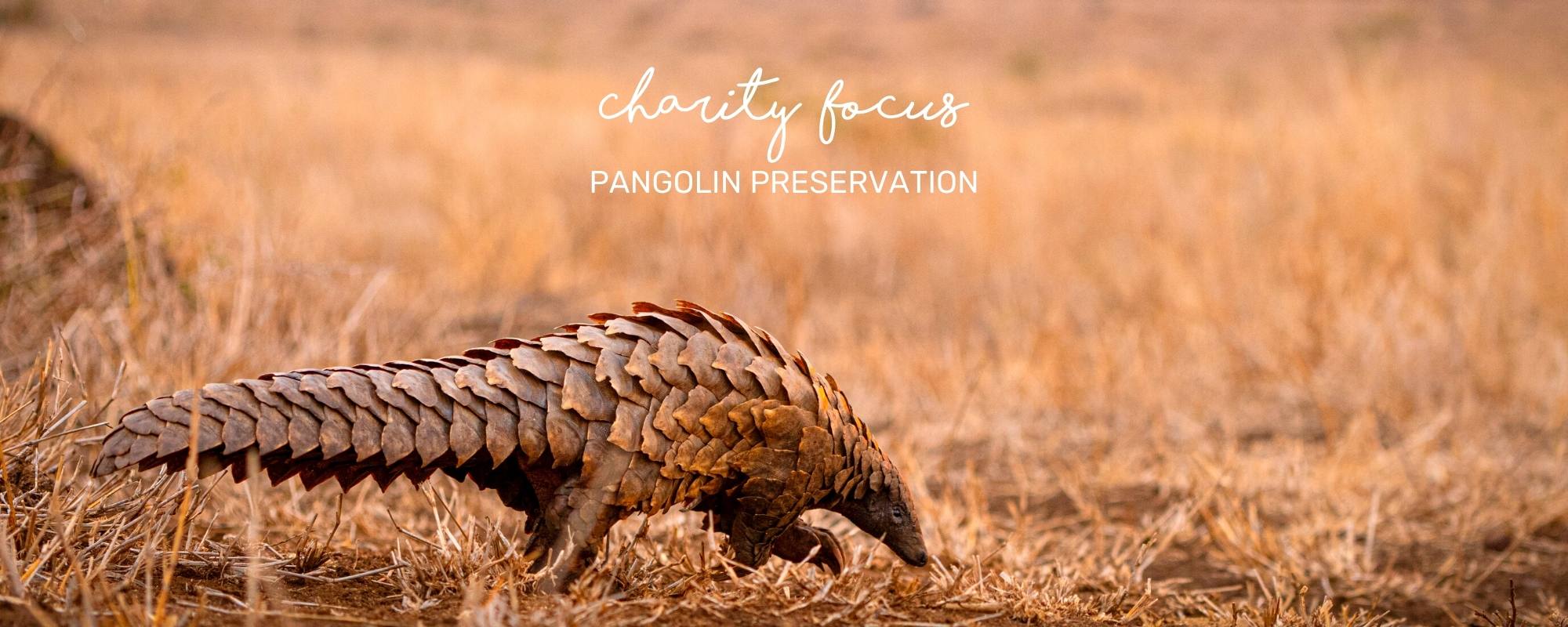 CHARITY UPDATES: PANGOLIN PRESERVATION