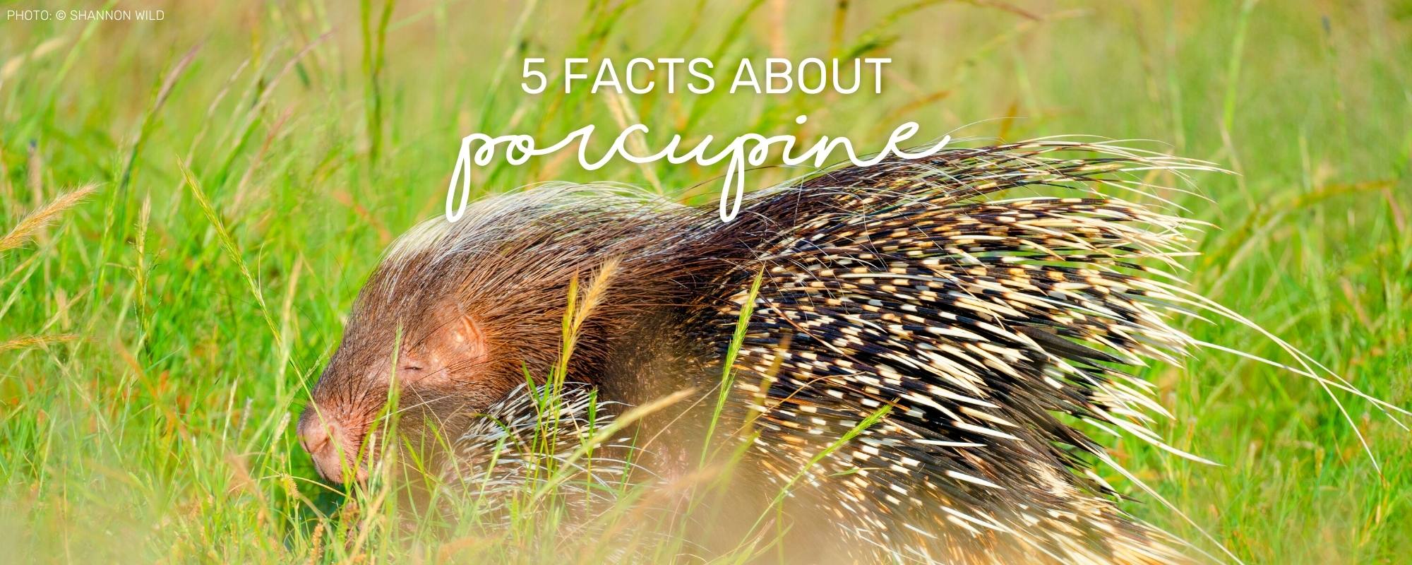 5 SPIKY PORCUPINE FACTS