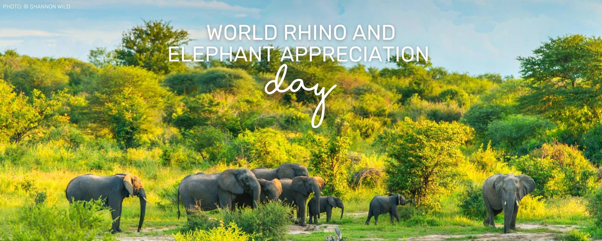 World Rhino Day and Elephant Appreciation Day