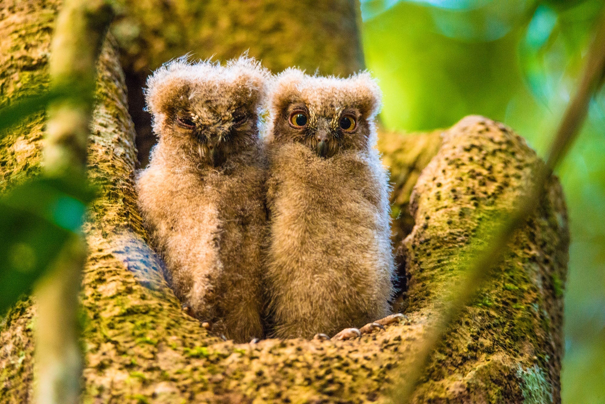 Africa’s Nighttime Hunters