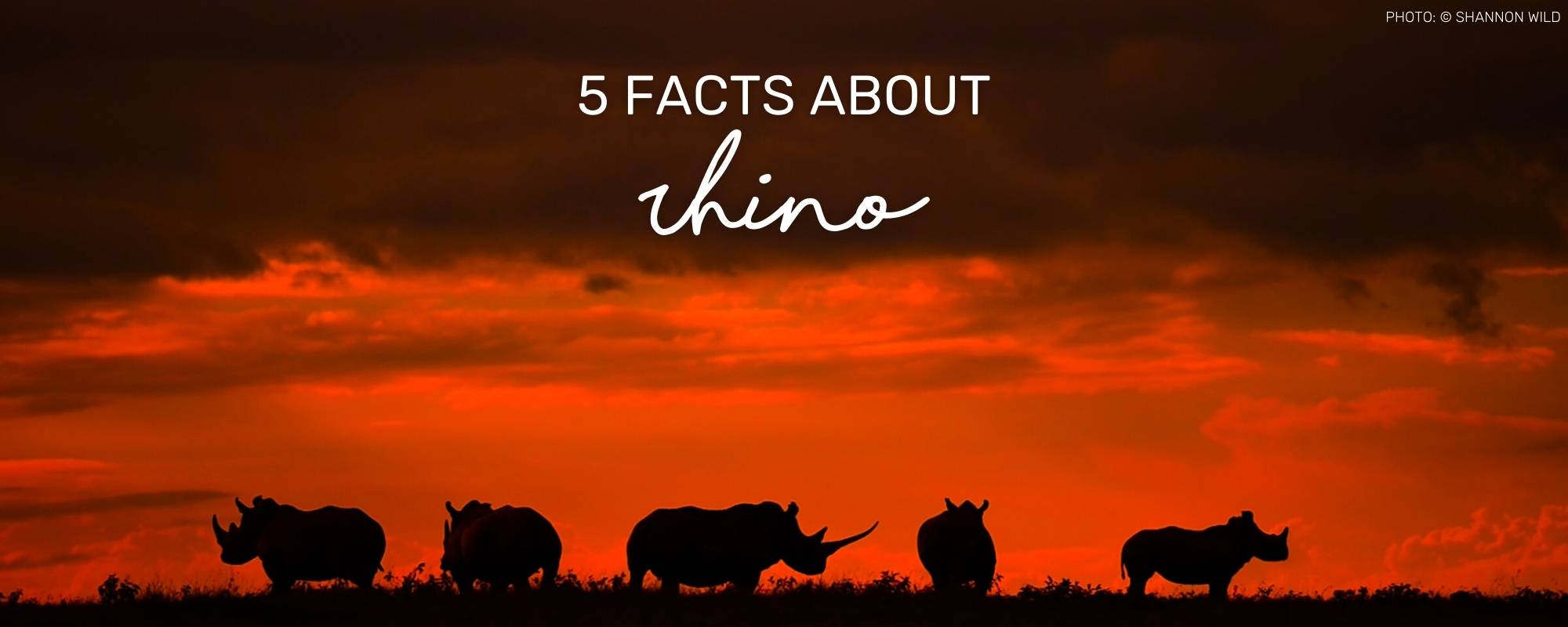 5 FACTS ABOUT RHINO