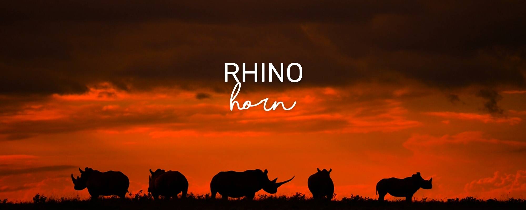 What about rhino horn?