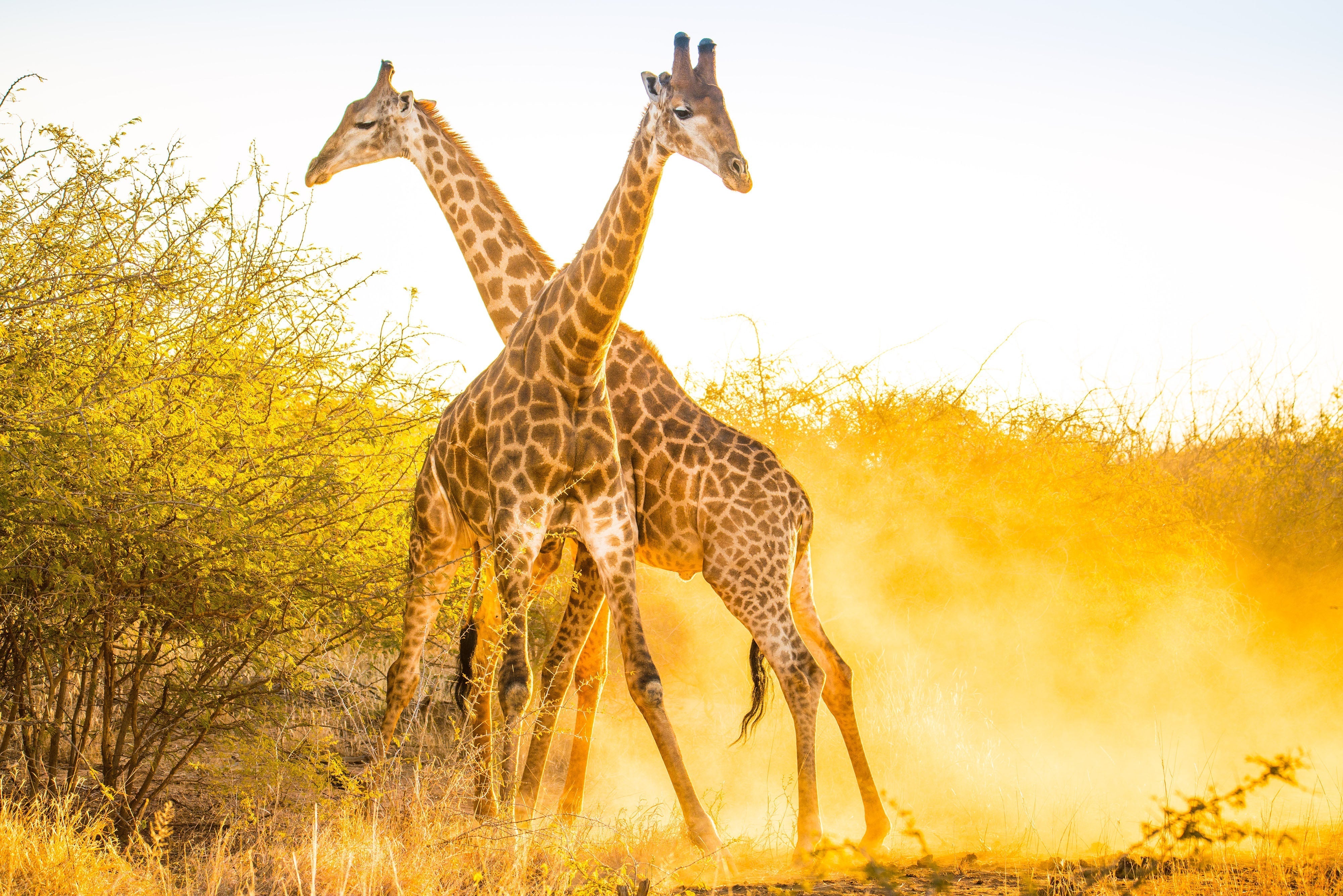 5 Fascinating Facts About Giraffes 🦒