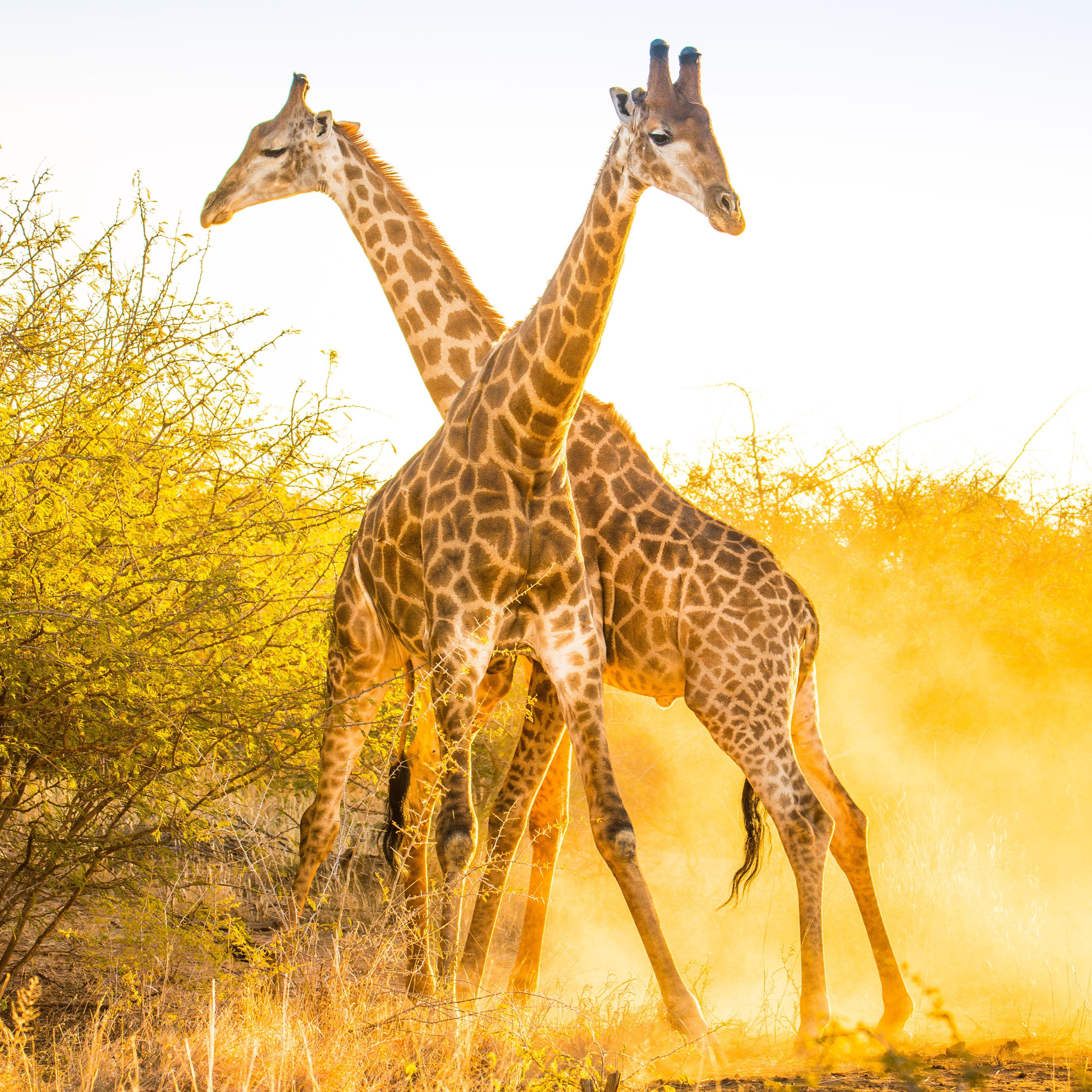 The Giraffe Bracelet — Earth, Grace, and Perspective