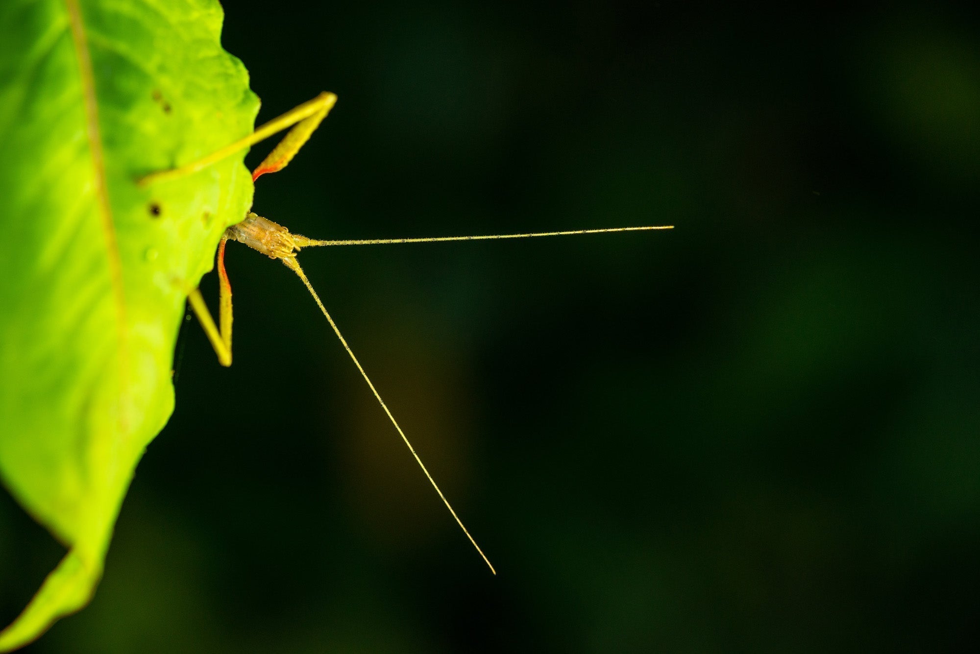 Insectocalypse Postponed: How a Wet Spring Sparked a Bug Bonanza in 2025