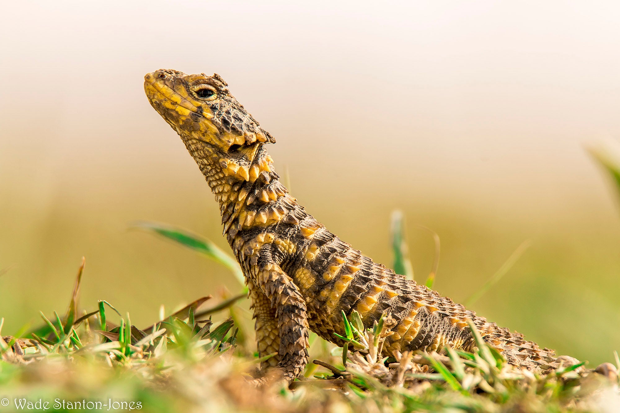 Sunagazer lizard