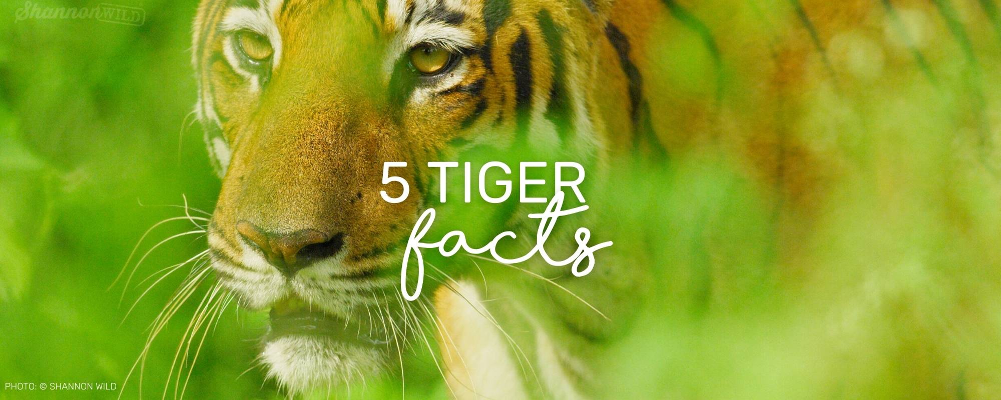 5 FASCINATING TIGER FACTS