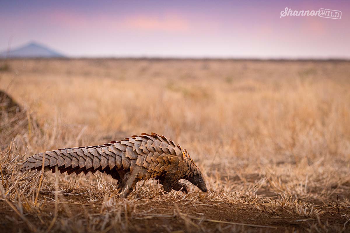 Unveiling the Enigmatic Pangolin: Nature's Living Treasure