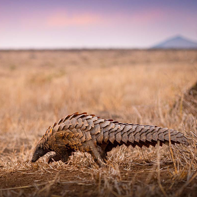 5 Amazing Facts About Pangolins