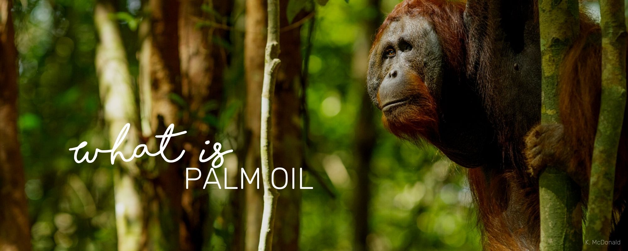 WHAT IS PALM OIL?