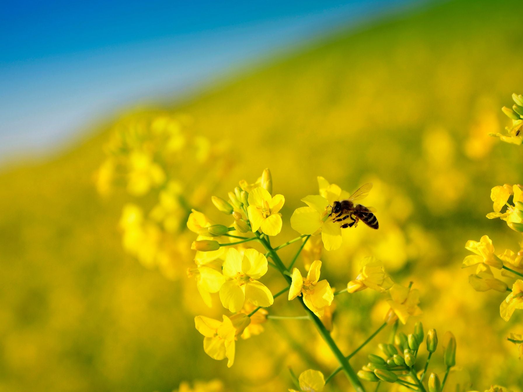 Celebrating World Bee Day: Protecting Wildlife and Empowering Communities with AFEWIS