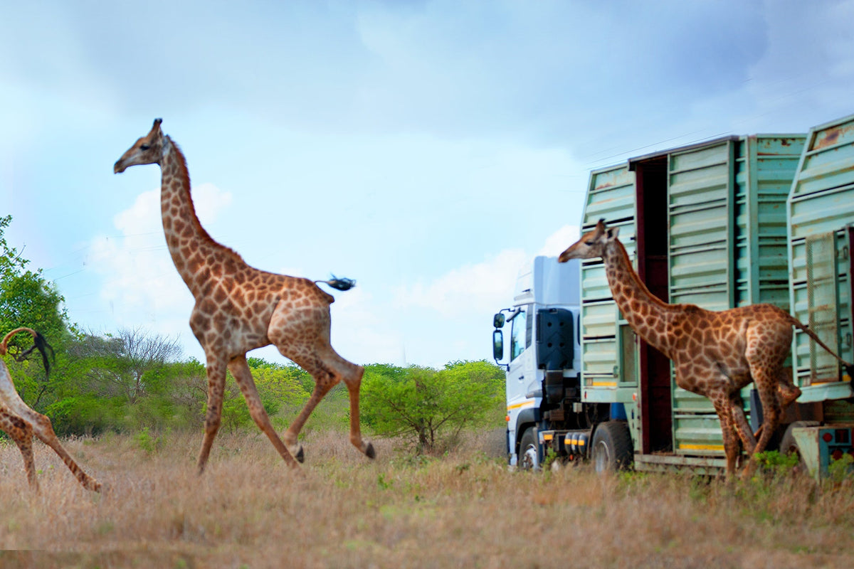 Charity Spotlight: Wild Tomorrow