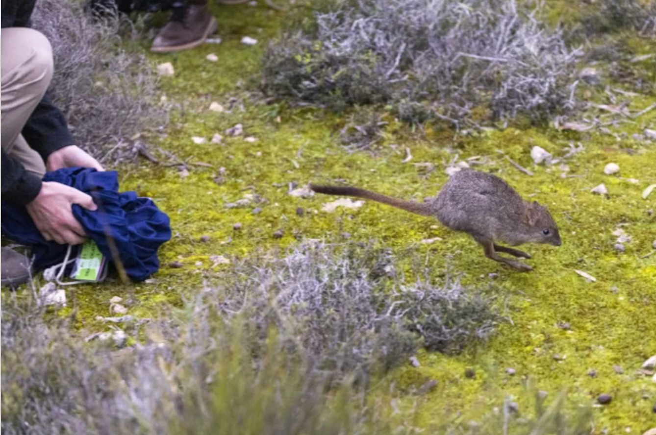 Australian Bettongs Make a Comeback: 147 Tiny Soil Engineers Return to the Wild