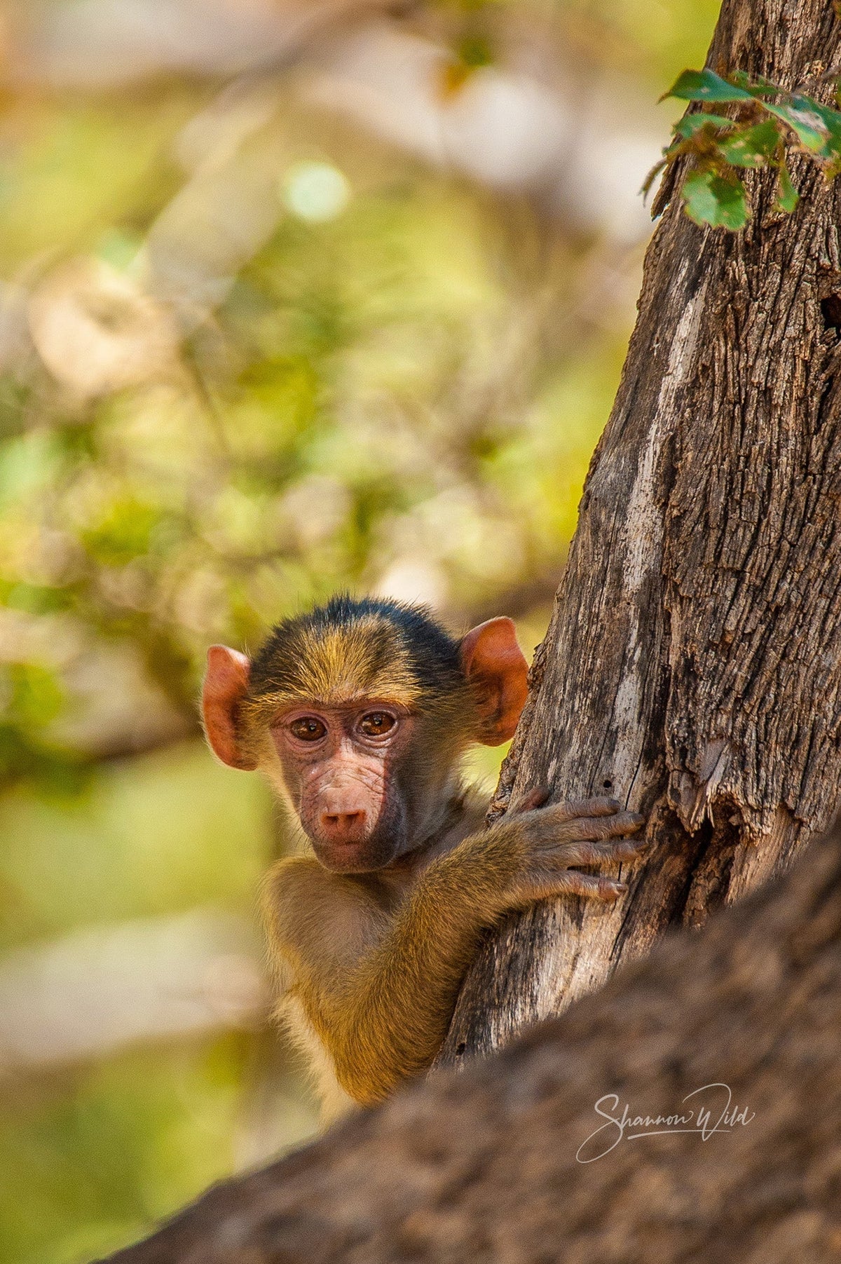 5 Fascinating Facts About Baboons