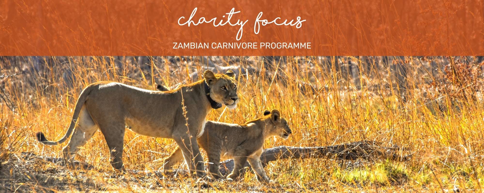 CHARITY FOCUS: ZAMBIAN CARNIVORE PROGRAMME