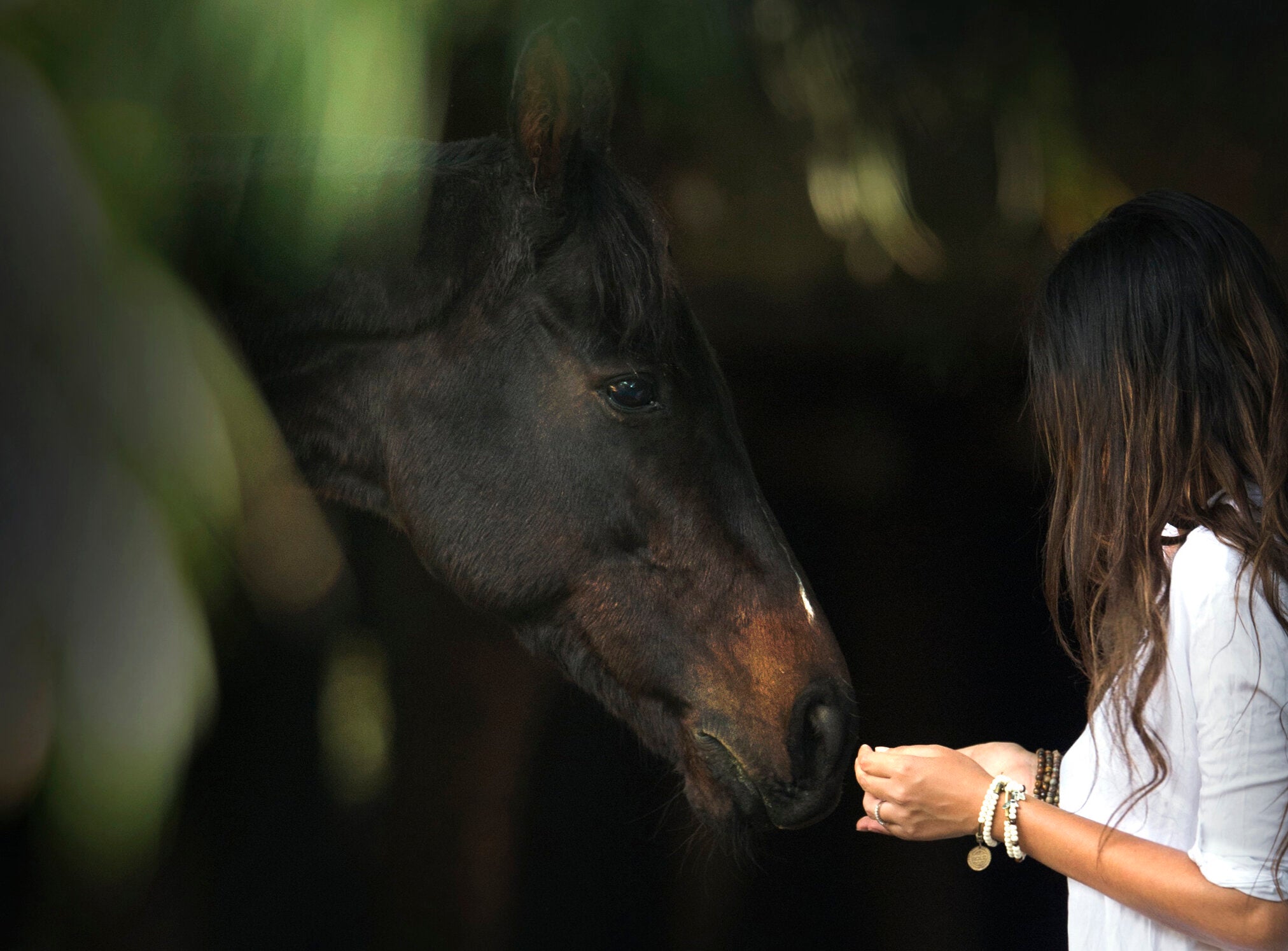 Horse Rescue: Tackling Neglect and Aiding Rehabilitation