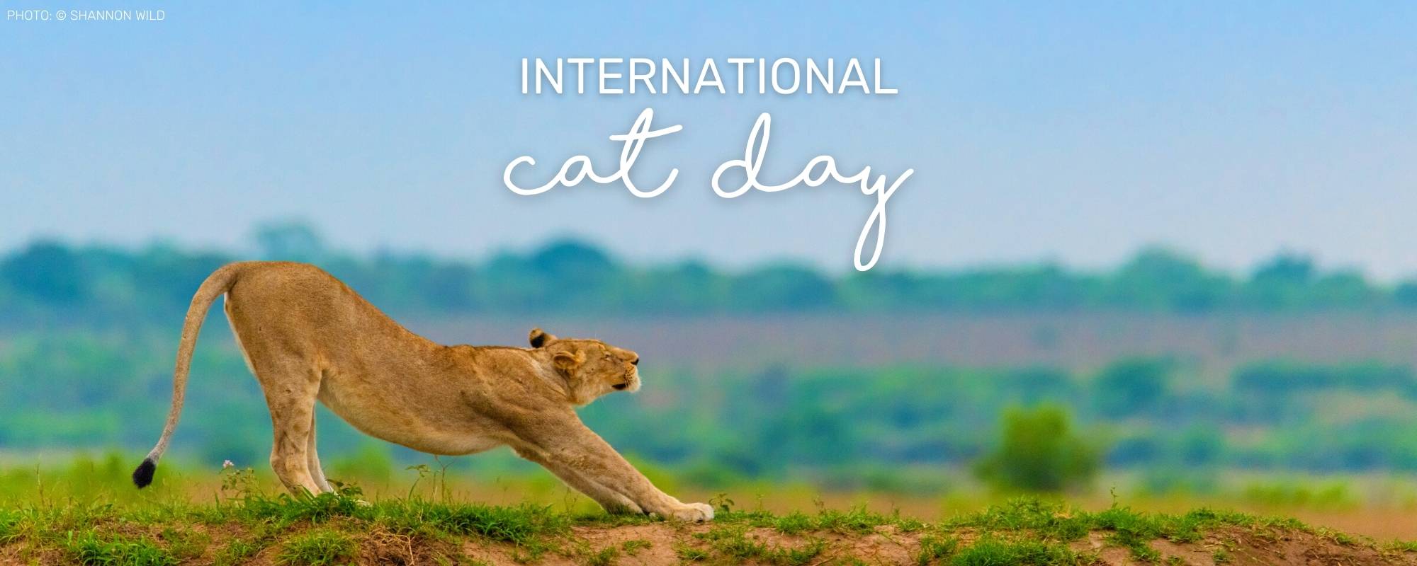 International Cat Day