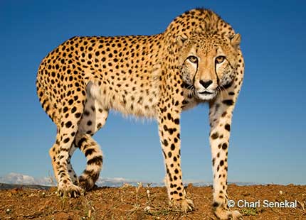 Charity Spotlight: Endangered Wildlife Trust