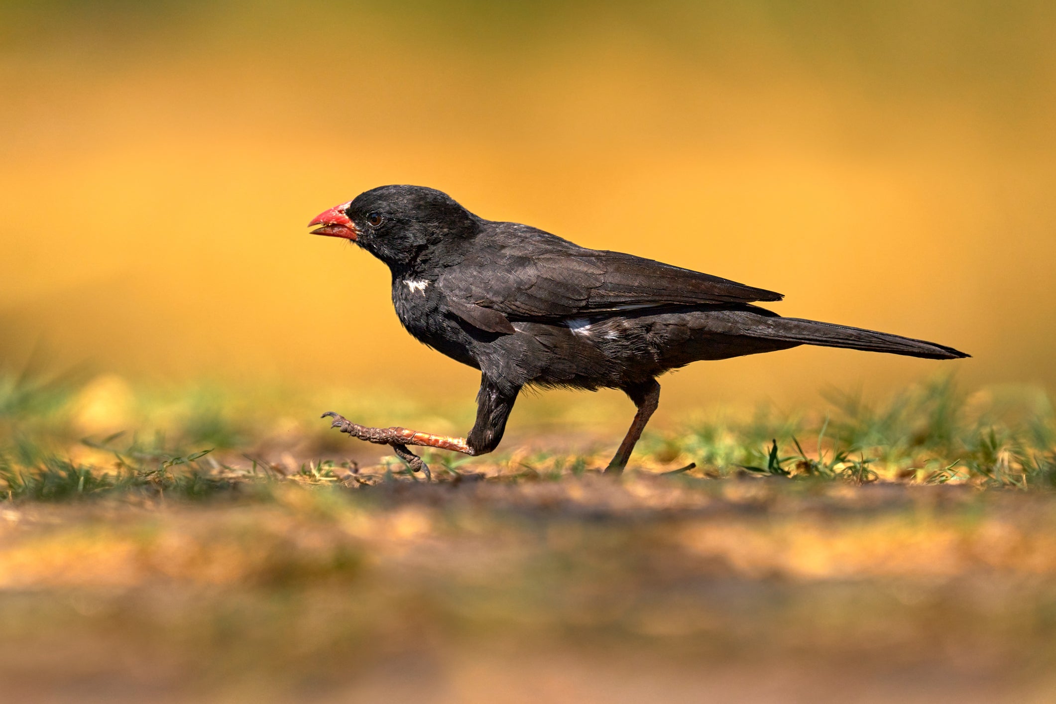 Buffalo Weaver: Fascinating Facts about a Remarkable Bird