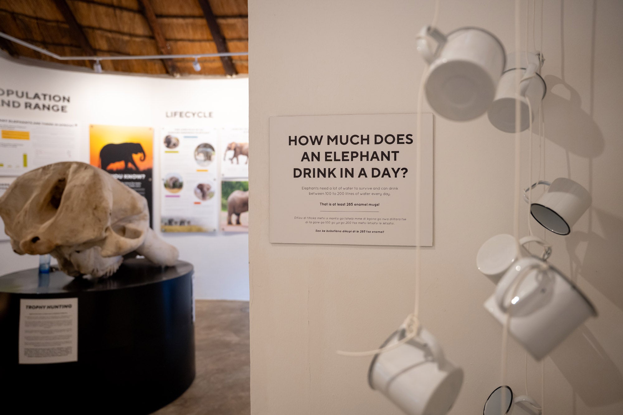 COMING SOON: Botswana Elephant Centre Charity Bracelet