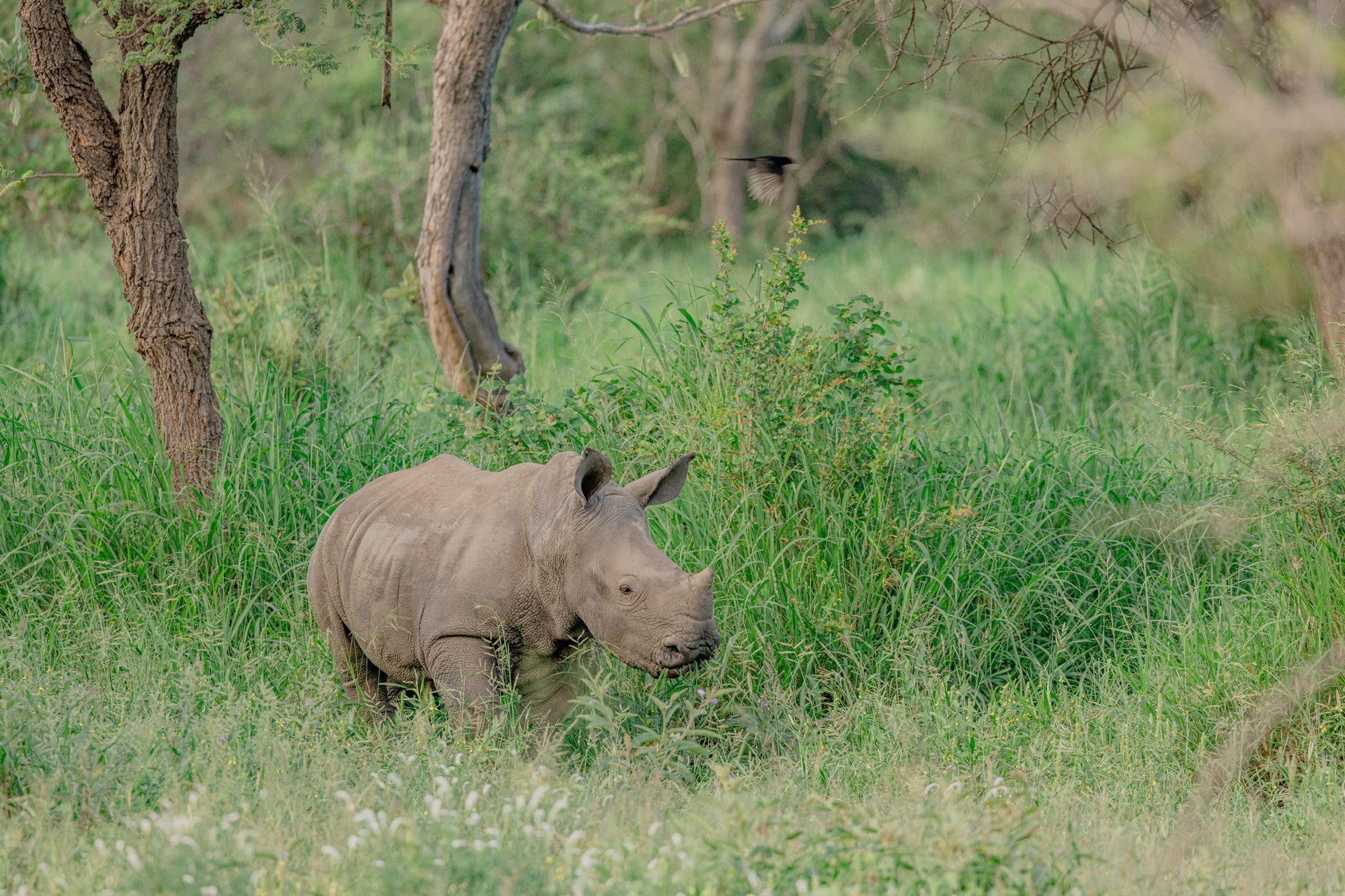 Rhino Revolution Charity Armband 6mm